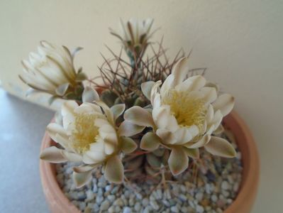 Gymnocalycium schickendantzii