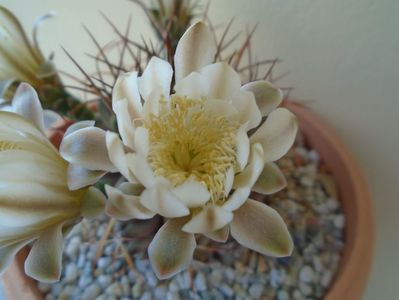 Gymnocalycium schickendantzii