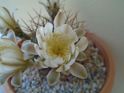 Gymnocalycium schickendantzii