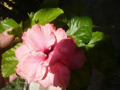 P1420354