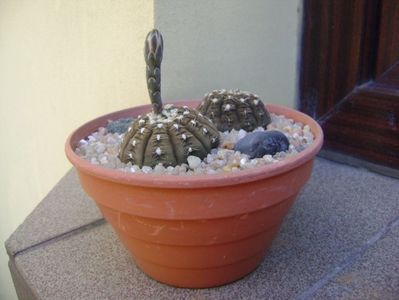 Gymnocalycium ragonesei; replantate in 30 iul. 2019
