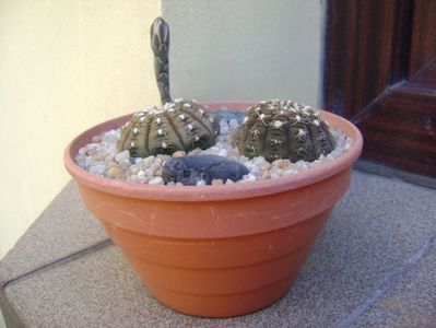 Gymnocalycium ragonesei; replantate in 30 iul. 2019
