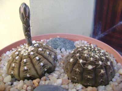 Gymnocalycium ragonesei; replantate in 30 iul. 2019
