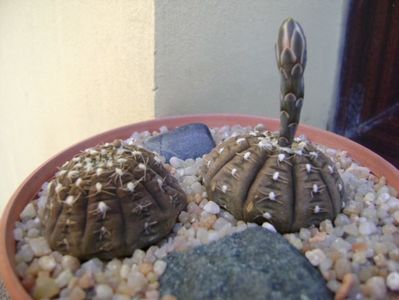 Gymnocalycium ragonesei; replantate in 30 iul. 2019
