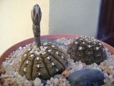 Gymnocalycium ragonesei; replantate in 30 iul. 2019
