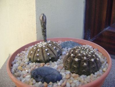 Gymnocalycium ragonesei; replantate in 30 iul. 2019
