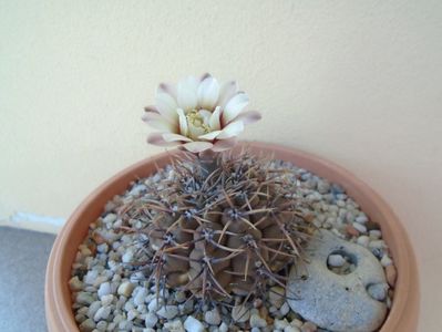 Gymnocalycium ochoterenae v. cinereum