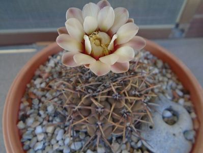 Gymnocalycium ochoterenae v. cinereum