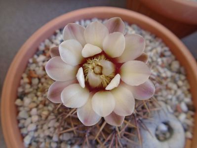 Gymnocalycium ochoterenae v. cinereum