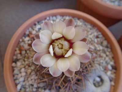 Gymnocalycium ochoterenae v. cinereum