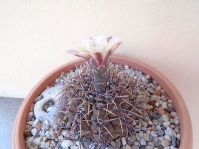 Gymnocalycium ochoterenae v cinereum