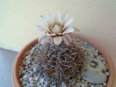 Gymnocalycium ochoterenae v. cinereum