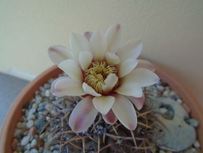 Gymnocalycium ochoterenae v. cinereum