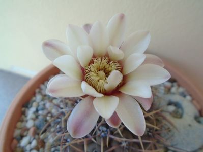 Gymnocalycium ochoterenae v. cinereum