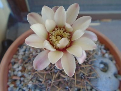 Gymnocalycium ochoterenae v. cinereum