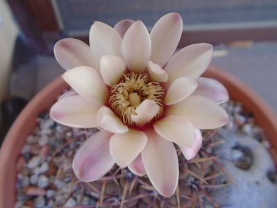 Gymnocalycium ochoterenae v. cinereum