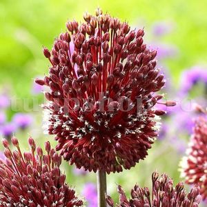 Bulbi Allium Red Mohican (Ceapa decorativa); Marime bulb 10/12 . Inaltime 70-100cm. Inflorire mai-iunie. STOC EPUIZAT!
