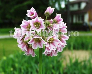 Bulbi Allium Siculum (Ceapa decorativa); Marime bulb 10/12 . Inaltime 60-90cm. Inflorire mai-iunie. STOC EPUIZAT!
