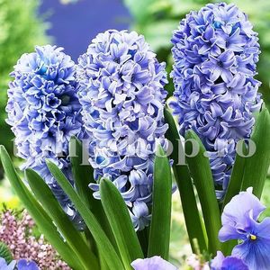 Bulbi Zambile Delft Blue (Hyacinthus); Marime bulb 14/15. Inaltime 25-30cm. Inflorire apr.-mai. STOC EPUIZAT!
