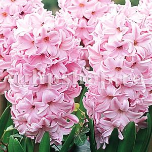 Bulbi Zambile Fondant (Hyacinthus); Marime bulb 14/15. Inaltime 25-30cm. Inflorire apr.-mai. STOC EPUIZAT!
