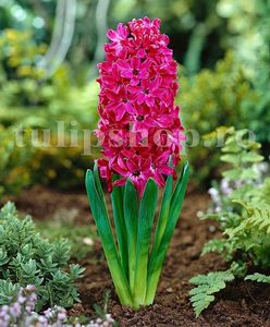Bulbi Zambile Jan Boss (Hyacinthus); Marime bulb 14/15. Inaltime 25-30cm. Inflorire apr.-mai. STOC EPUIZAT!
