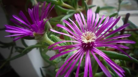 Lampranthus roseus