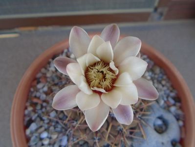 Gymnocalycium ochoterenae v. cinereum