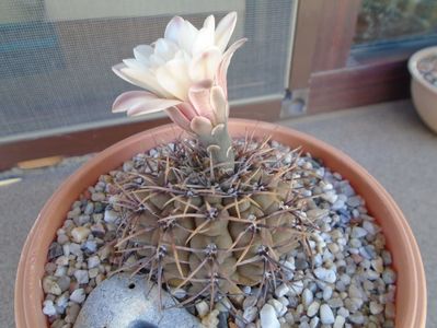 Gymnocalycium ochoterenae v. cinereum