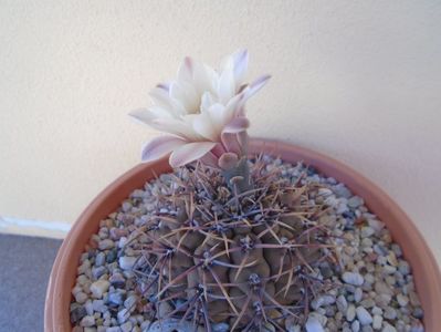 Gymnocalycium ochoterenae v. cinereum