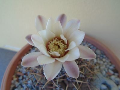 Gymnocalycium ochoterenae v. cinereum