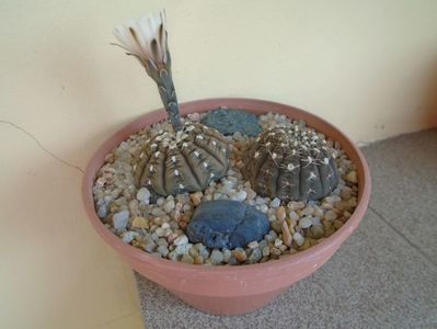 Gymnocalycium ragonesei, 2 ex.