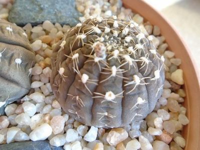 Gymnocalycium ragonesei