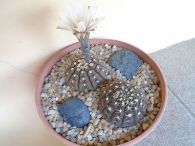 Gymnocalycium ragonesei