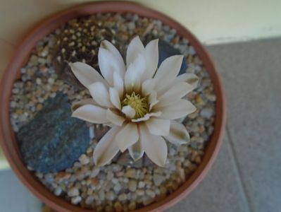 Gymnocalycium ragonesei