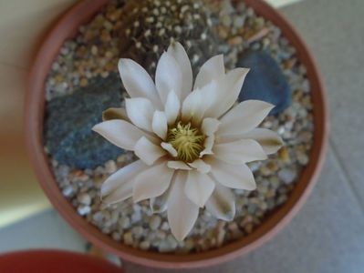 Gymnocalycium ragonesei