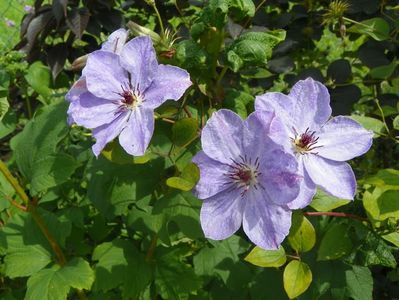 clematis Skyfall