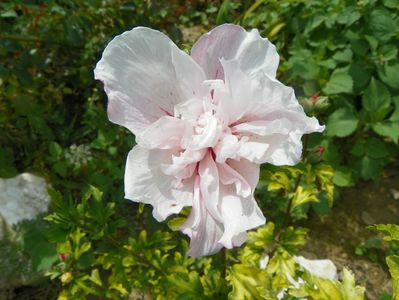hibiscus syriacus Pink Chiffon