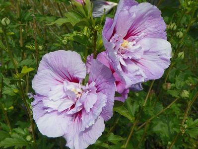 hibiscus syriacus Lavender Chiffon