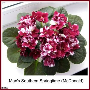Mac s Southern Springtime  poza net