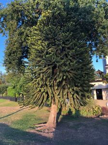 Araucaria Araucana imens