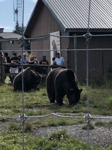 Grouse Mountain 13.08.2019 Grizzly bear