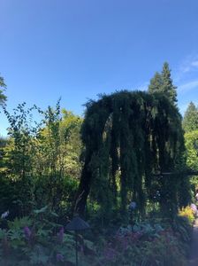 14.08.2019 Butchart Garden