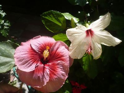 P1420527