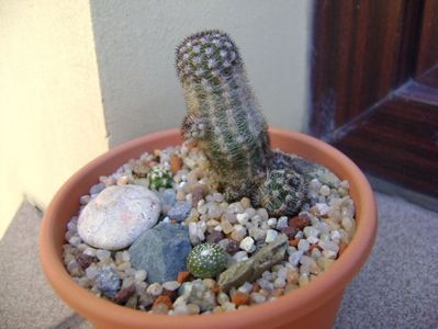 Grup de 3 cactusi; Pygmaeocereus bylesianus
Pygmaeocereus bieblii
Blossfeldia lilliputana v. atroviridis

replantate in 18 aug. 2019
