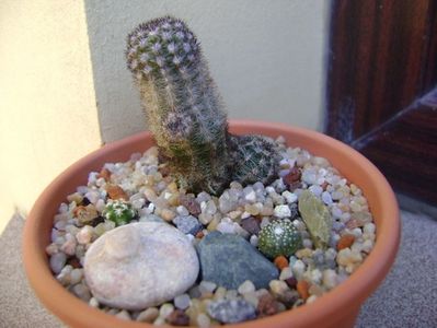 Grup de 3 cactusi; Pygmaeocereus bylesianus
Pygmaeocereus bieblii
Blossfeldia lilliputana v. atroviridis

replantate in 18 aug. 2019
