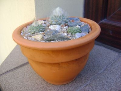 Grup de 3 Strombocactus; Strombocactus disciformis
Strombocactus disciformis ssp jarmillae, Jalpan Mx.
Strombocactus disciformis Vizarron

replantate in 18 aug. 2019
