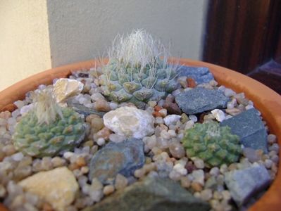 Grup de 3 Strombocactus; Strombocactus disciformis
Strombocactus disciformis ssp jarmillae, Jalpan Mx.
Strombocactus disciformis Vizarron

replantate in 18 aug. 2019
