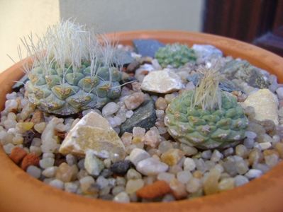 Grup de 3 Strombocactus; Strombocactus disciformis
Strombocactus disciformis ssp jarmillae, Jalpan Mx.
Strombocactus disciformis Vizarron

replantate in 18 aug. 2019
