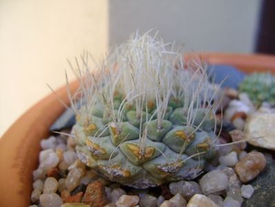 Strombocactus disciformis; replantate in 18 aug. 2019
