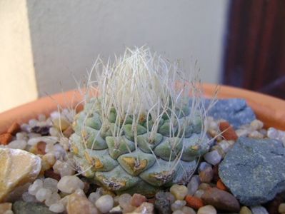 Strombocactus disciformis; replantate in 18 aug. 2019
